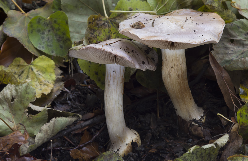 Cortinarius mairei